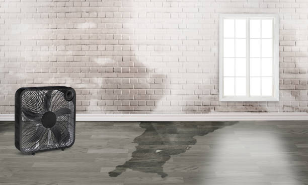 Best Water damage cleanup near me  in Clinton, NC